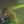 DUKE DUMONT
